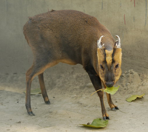 muntjac2