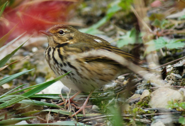 Motacillidae