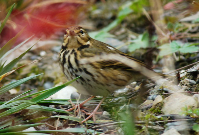 olivebackedpipit2