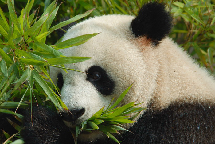 panda20