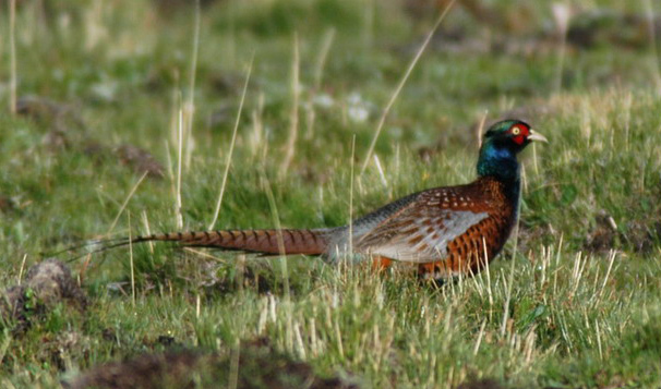 pheasant2