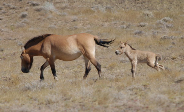 Eumetazoa