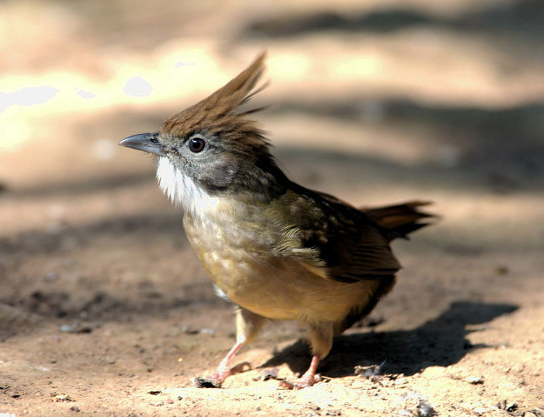 puffthroatbulbul3