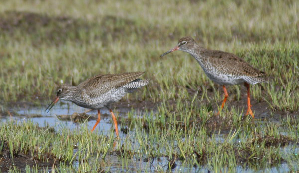 redshanks2