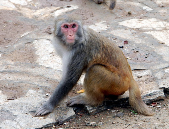 Macaca