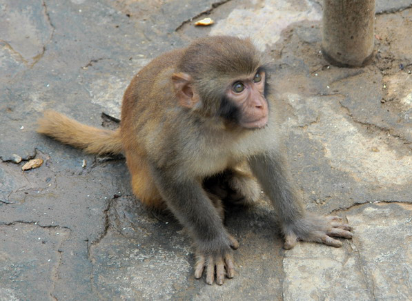 Macaca