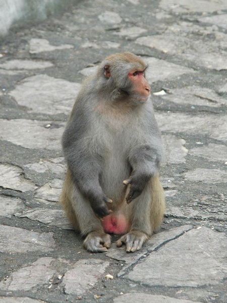 Macaca