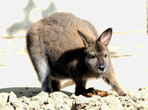 rnwallaby