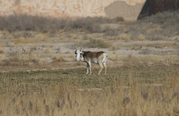 Eumetazoa