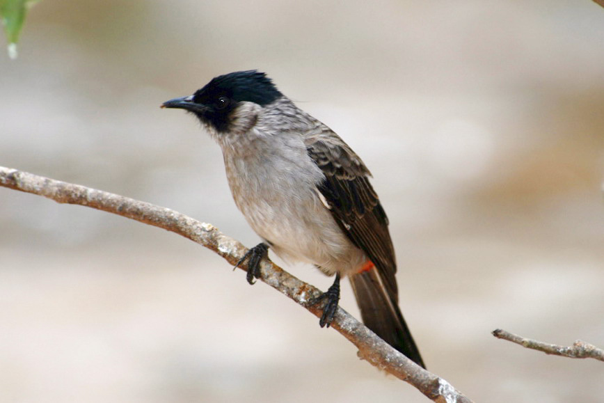 sootybulbul4