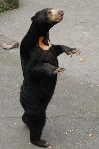 sunbear2