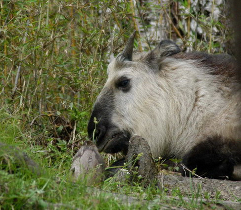 Eumetazoa