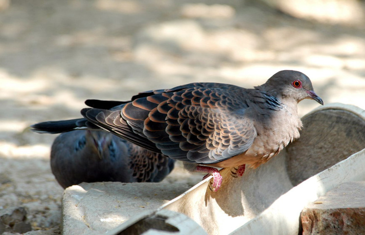 Photo of Streptopelia orientalis