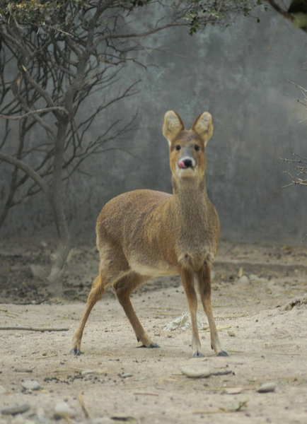 waterdeer