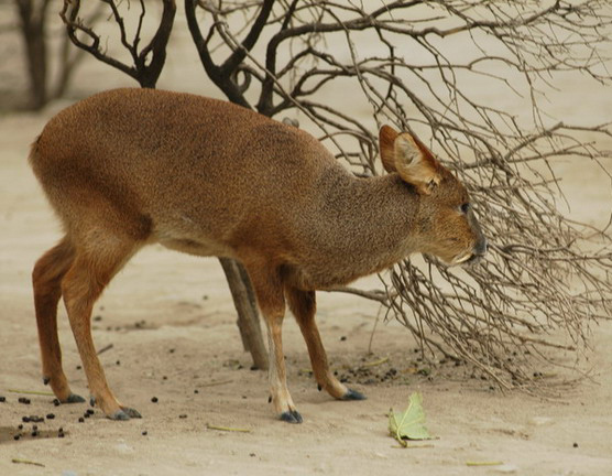 waterdeer4