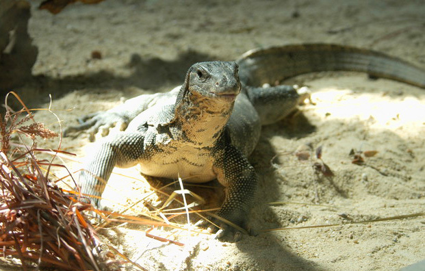 Varanus