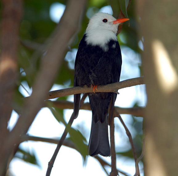 whblackbulbul1