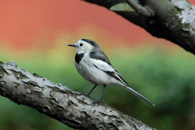 whitewagtail12