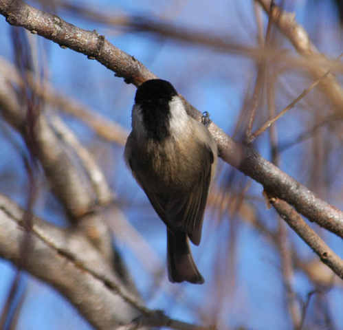 Photo of Parus montanus