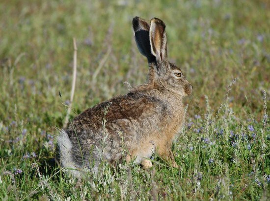 Eumetazoa