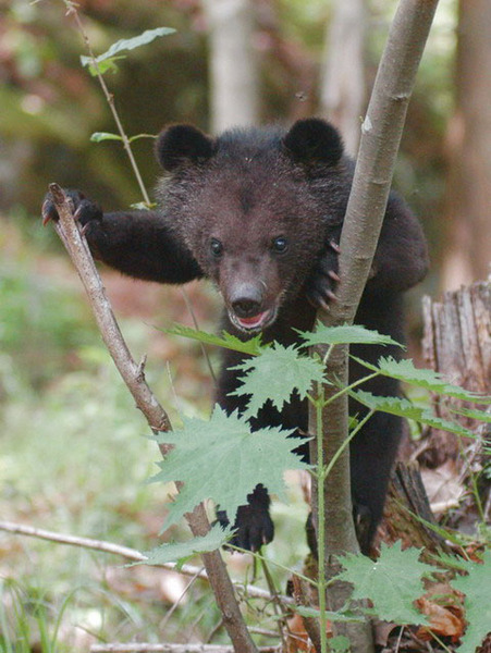 youngblackbear