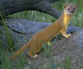 Mustela frenata