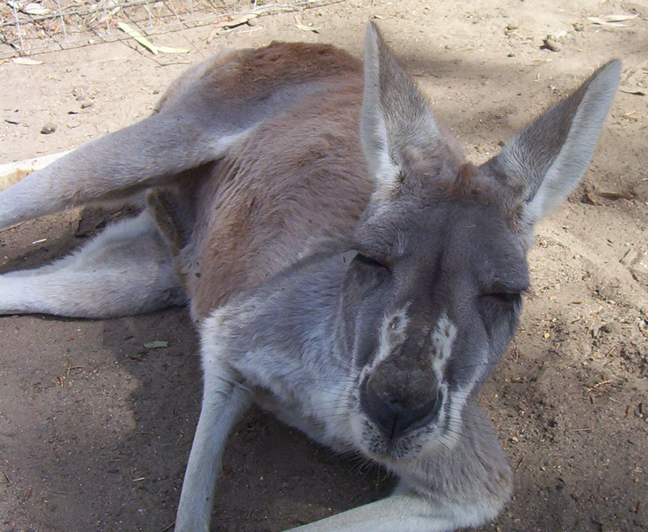 Macropodinae