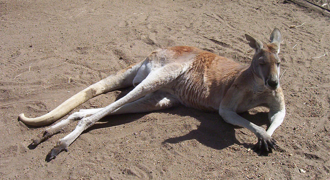 male_red_kangaroo2