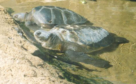 Chelonia mydas