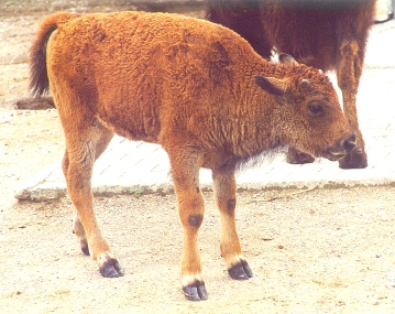 bisonkalb