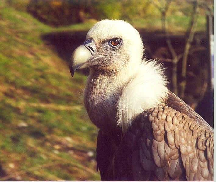 Falconiformes