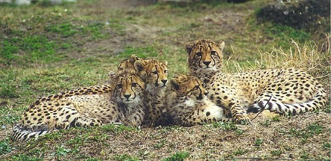 gepardfamilie