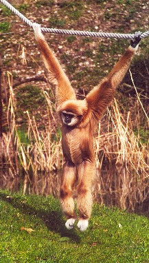 gibbonhellbrunn