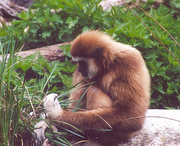 gibbonschoenbrunn