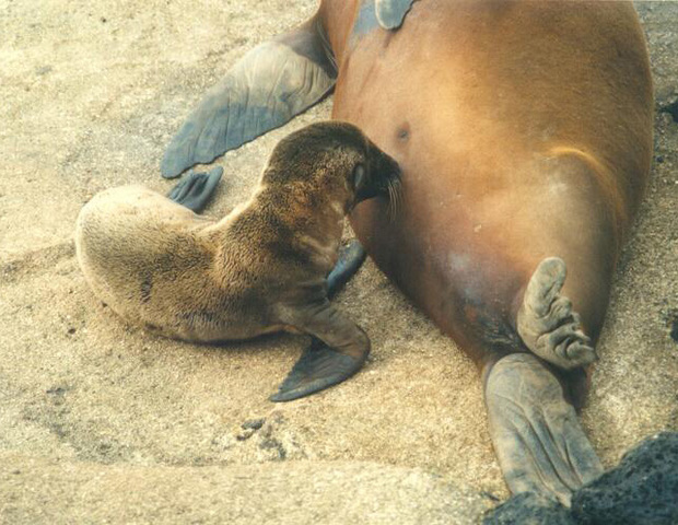 Photo of Zalophus californianus