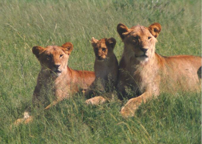 loewenfamilie