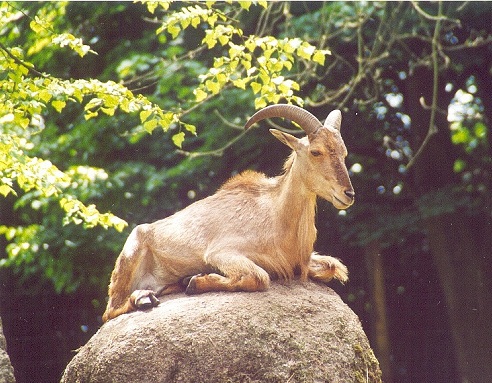 maehnenspringerhaag