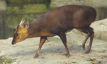 Artiodactyla