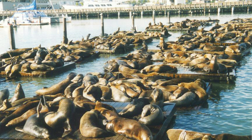 pier39