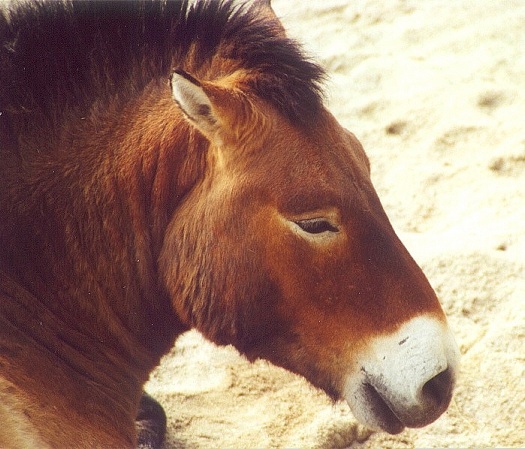 Equus caballus przewalskii