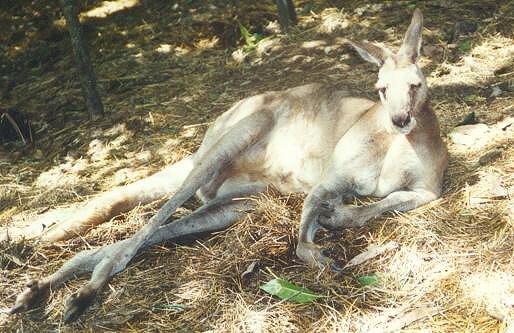 Macropodinae