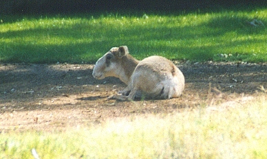 saiga