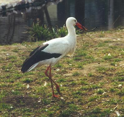 Eumetazoa