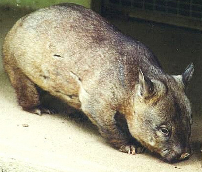 wombat