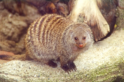 zebramangusteschoenbrunn