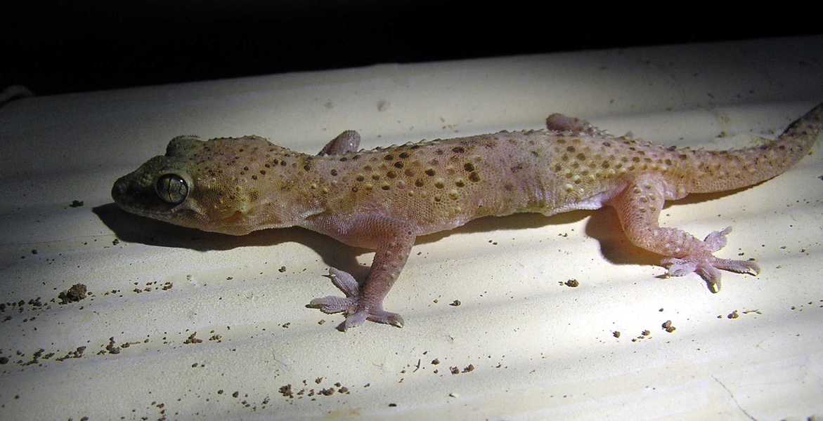 Deuterostomia