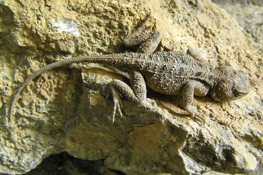 Squamata