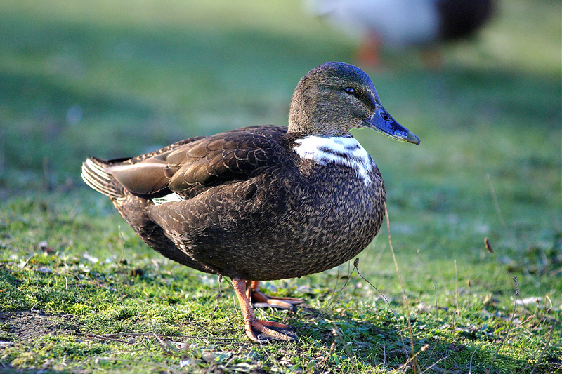 Anseriformes