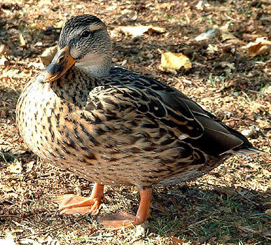 Anseriformes