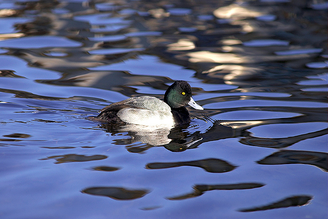 Anseriformes